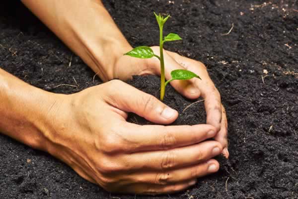 Plant Sourced Organic Fertilizer